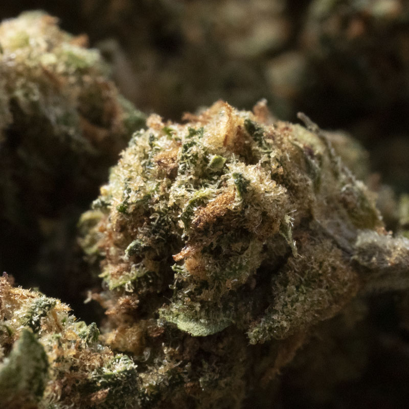 Small Bud OG Kush 19% CBD - Douceur Tropicale et Détente Gourmande – Image 2
